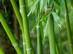 陽木 陰木 風水|風水の陰木・陽木①